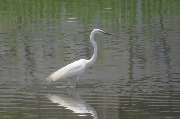 Velký Egret na Yuenu, dlouhý 24. dubna 2014 — Stock fotografie