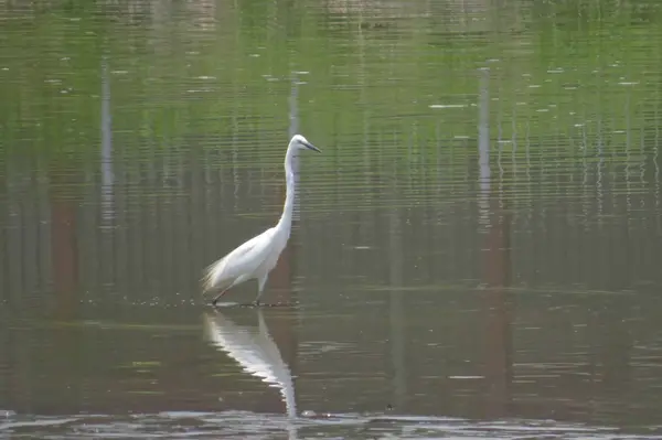 Velký Egret na Yuenu, dlouhý 24. dubna 2014 — Stock fotografie