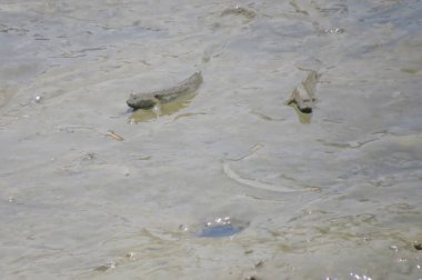 Mudskipper balık, Amfibi balık, çamur sahilde 