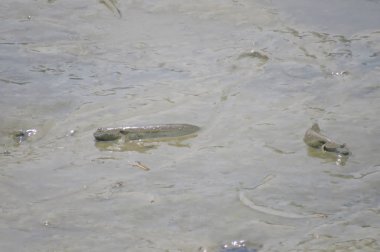 Mudskipper balık, Amfibi balık, çamur sahilde 