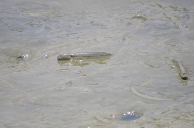 Mudskipper balık, Amfibi balık, çamur sahilde 