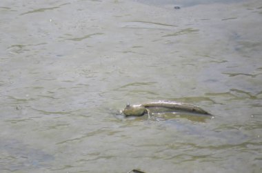 Mudskipper balık, Amfibi balık, çamur sahilde 