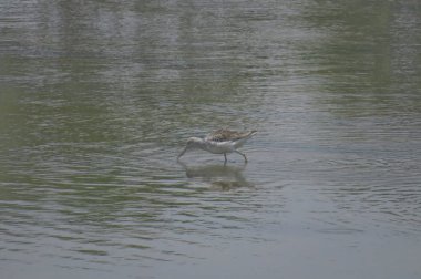  yuen uzun da kuş hk 24 Nisan 2014 