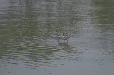  yuen uzun da kuş hk 24 Nisan 2014 