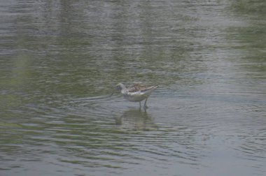 yuen uzun da kuş hk 24 Nisan 2014 