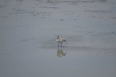  yuen uzun da kuş hk 24 Nisan 2014 