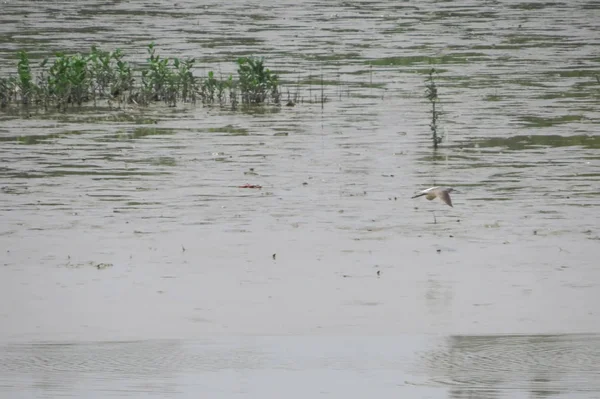 Close-up de um avocet pied nadando na água — Fotografia de Stock