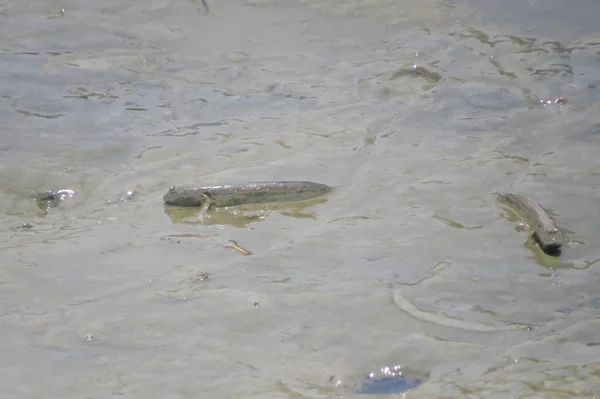 Mudskipper fish, Amphibious fish, on the mud beach — Stock Photo, Image