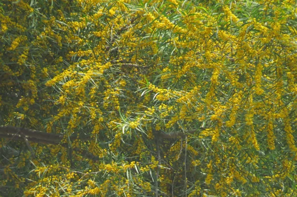 Yuen longo hong kong árvore com flores amarelas — Fotografia de Stock