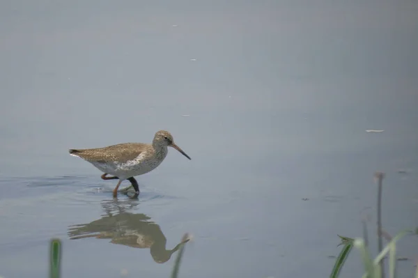 Bird  at Yuen long hK 24 April 2014 — Stock Photo, Image