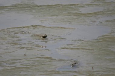 Mudskipper balık, Amfibi balık, Yuen uzun