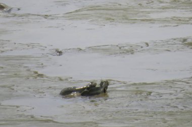 Mudskipper balık, Amfibi balık, Yuen uzun