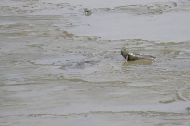 Mudskipper balık, Amfibi balık, Yuen uzun