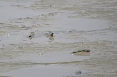 Mudskipper balık, Amfibi balık, Yuen uzun