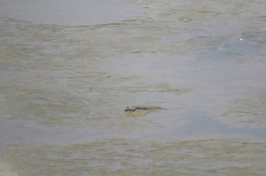 Mudskipper balık, Amfibi balık, Yuen uzun