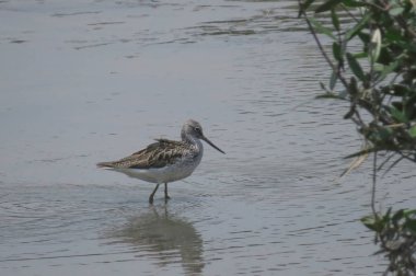 Yuen uzun Sandpiper kuş 24 Nisan 2014 
