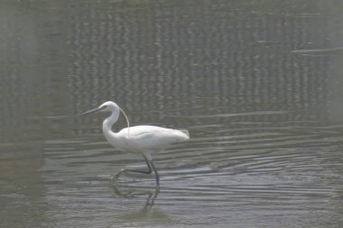 Büyük Egret Yuen uzun 24 Nisan 2014 at 