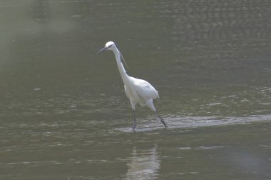 Büyük Egret Yuen uzun 24 Nisan 2014 at 