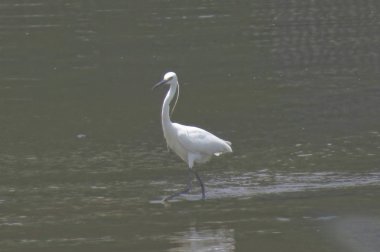 Büyük Egret Yuen uzun 24 Nisan 2014 at 