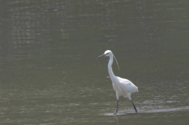 Büyük Egret Yuen uzun 24 Nisan 2014 at 