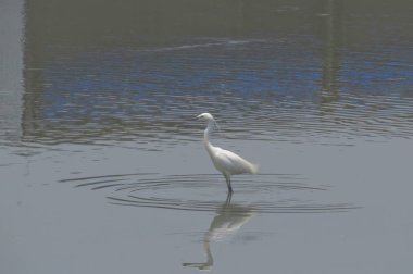 Büyük Egret Yuen uzun 24 Nisan 2014 at 