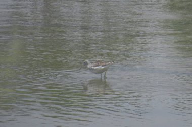  yuen uzun da kuş hk 24 Nisan 2014 