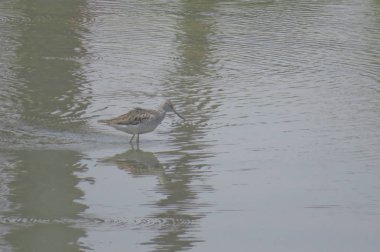  yuen uzun da kuş hk 24 Nisan 2014 
