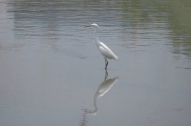 Büyük Egret Yuen uzun 24 Nisan 2014 at 