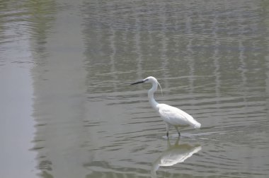 Büyük Egret Yuen uzun 24 Nisan 2014 at 