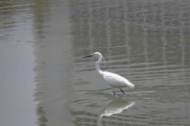 Büyük Egret Yuen uzun 24 Nisan 2014 at 
