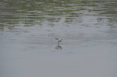 Suda yüzen pied avocet yakın 