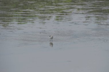 Suda yüzen pied avocet yakın 