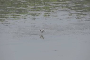 Suda yüzen pied avocet yakın 