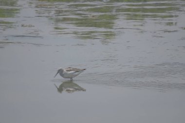  yuen uzun da kuş hk 24 Nisan 2014 