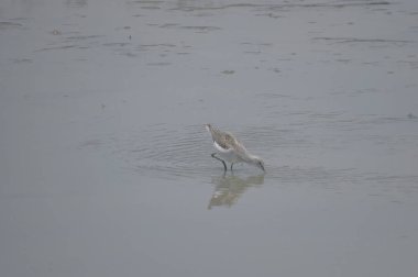 yuen uzun da kuş hk 24 Nisan 2014 