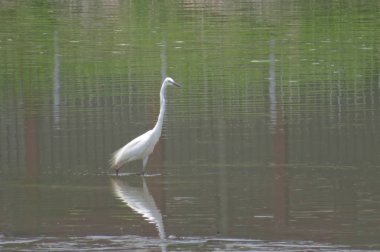 Büyük Egret Yuen uzun 24 Nisan 2014 at 
