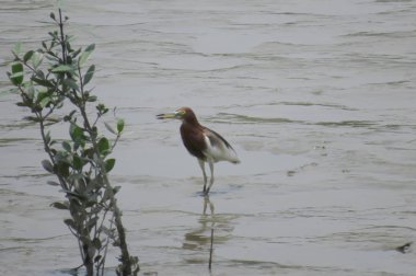 Çin Göletheron Yuen uzun 24 Nisan 2014 