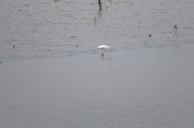 büyük egret. Yuen uzun 24 Nisan 2014 