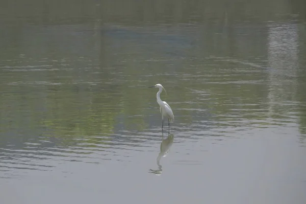 Velký Egret na Yuenu, dlouhý 24. dubna 2014 — Stock fotografie