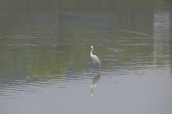 Velký Egret na Yuenu, dlouhý 24. dubna 2014 — Stock fotografie