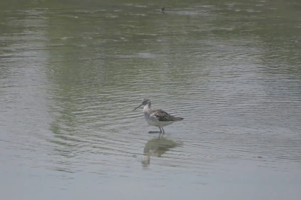 Bird  at Yuen long hK 24 April 2014 — Stock Photo, Image