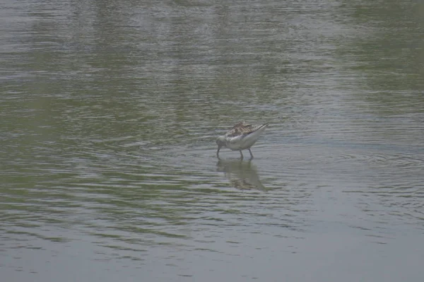 Bird  at Yuen long hK 24 April 2014 — Stock Photo, Image