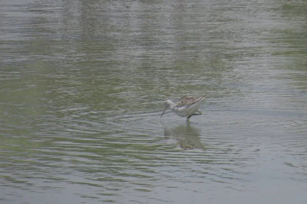 Vogel op Yuen Long HK 24 april 2014 — Stockfoto