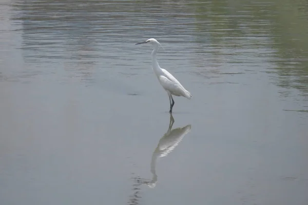 Velký Egret na Yuenu, dlouhý 24. dubna 2014 — Stock fotografie