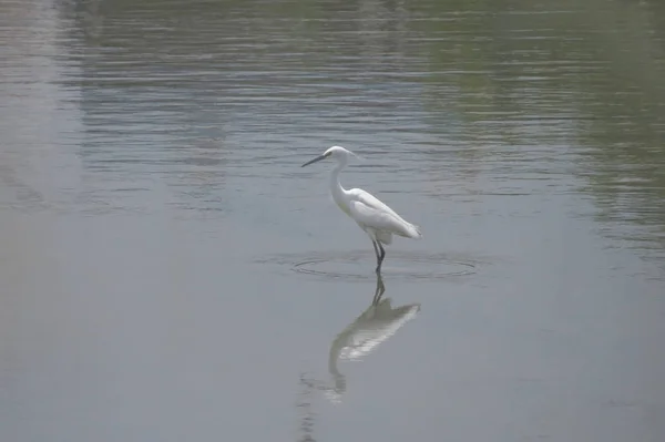 Grande aigrette à Yuen long 24 avril 2014 — Photo