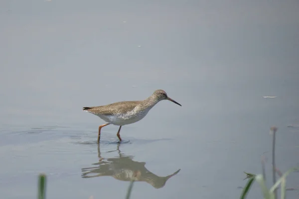 Bird  at Yuen long hK 24 April 2014 — Stock Photo, Image