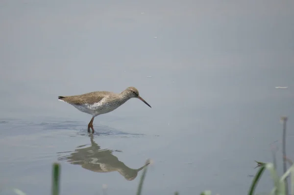 Bird  at Yuen long hK 24 April 2014 — Stock Photo, Image