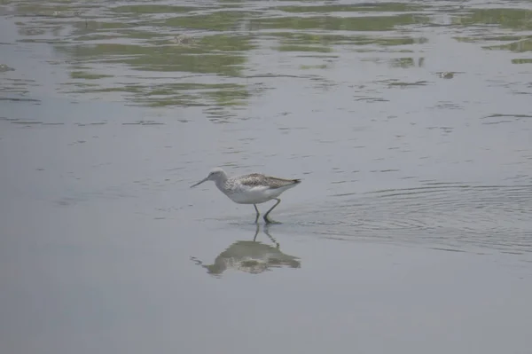 Vogel op Yuen Long HK 24 april 2014 — Stockfoto