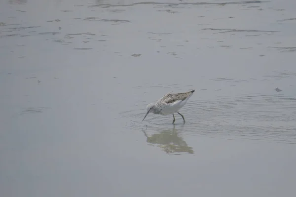 Bird  at Yuen long hK 24 April 2014 — Stock Photo, Image