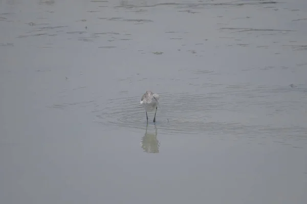 Bird  at Yuen long hK 24 April 2014 — Stock Photo, Image